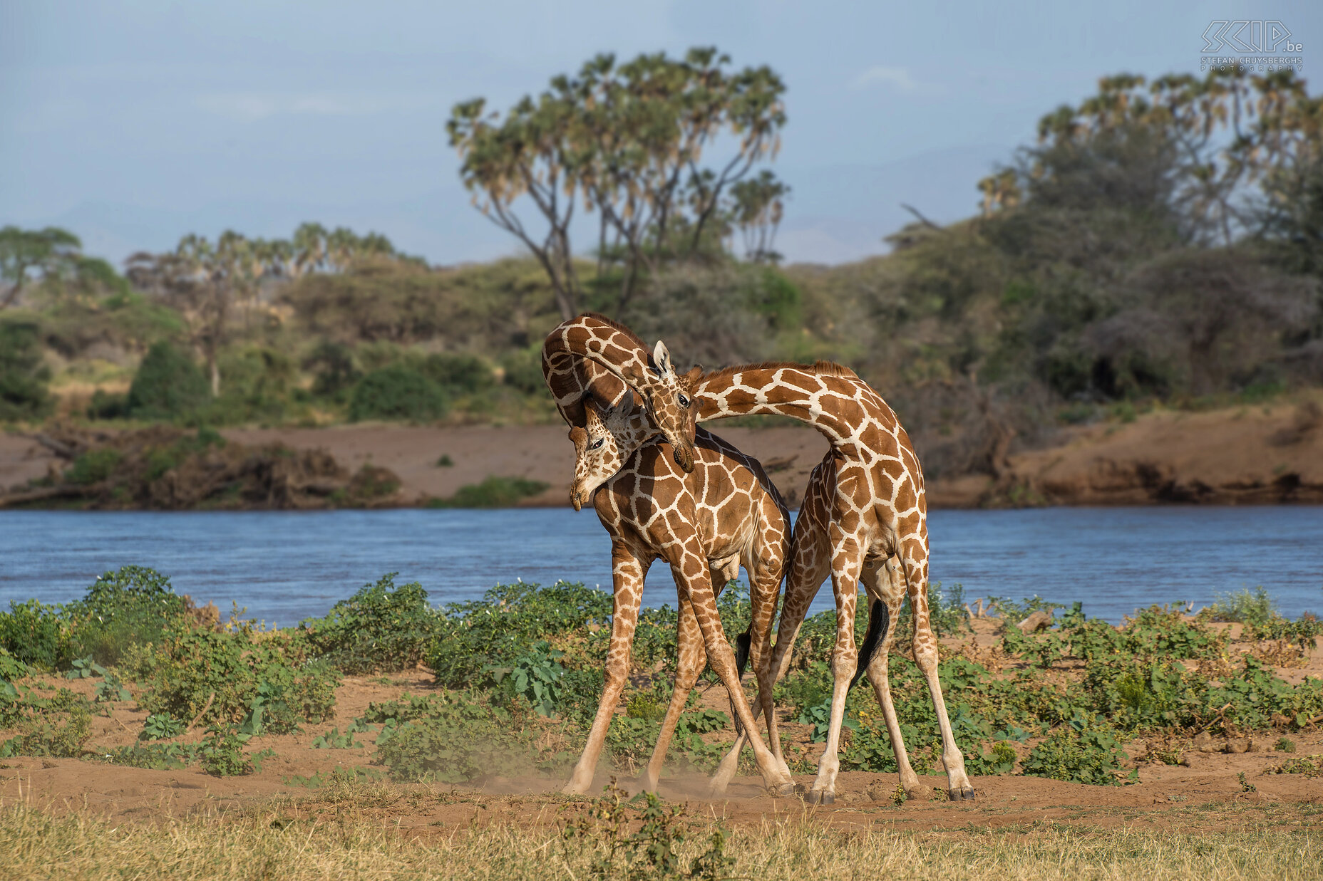 Samburu - Vechtende giraffen Nee, deze giraffen zijn niet aan het knuffelen maar wel aan het vechten! Deze twee mannelijke giraffen staan zij-aan-zij en bestrijden elkaar met hun nek. We waren getuige van dit gevecht in de buurt van de Ewaso Ng'iro rivier in Samburu NP. Het was zeer indrukwekkend omdat je het geluid van de slagen zelfs kon horen. De Somalische-giraffe is een ondersoort van de giraf en komt voor in Somalië, Zuid-Ethiopië en Noord-Kenia. Stefan Cruysberghs